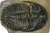 Chocolate-Brown Hollardops Trilobite - Foum Zguid, Morocco #372420-1